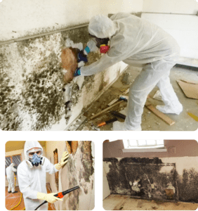 Mold Remediation Services in NYC
