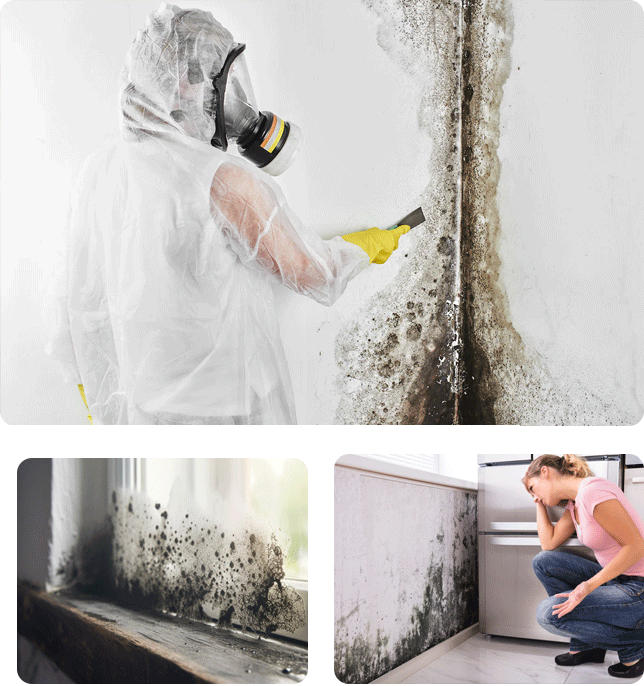 Choose us for Mold Removal in NYC