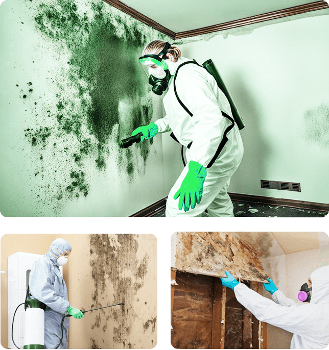 Eco-Friendly Mold Removal in NYC