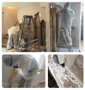 Expert Mold Removal in NYC