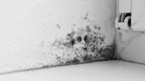 How to check for mold in your house