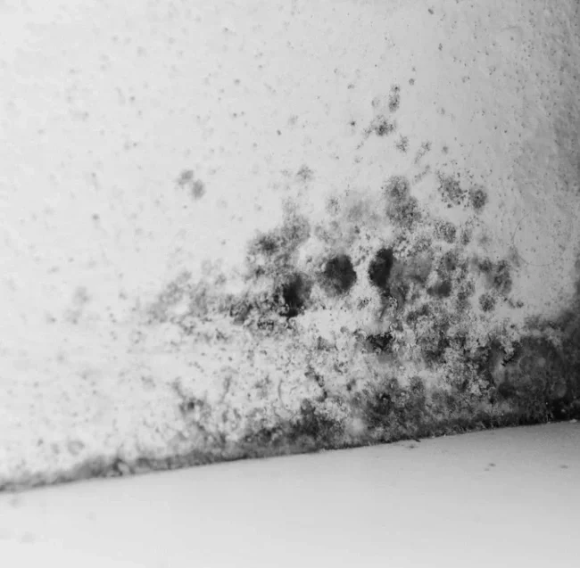 How to check for mold in your house