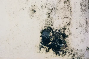 Is Black Mold Dangerous