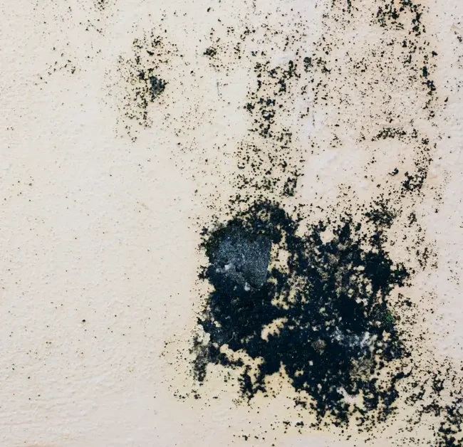 Is Black Mold Dangerous