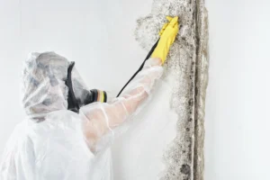 How Much Does Mold Remediation Cost in NYC