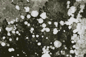 Black Mold