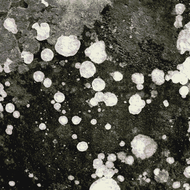 Black Mold