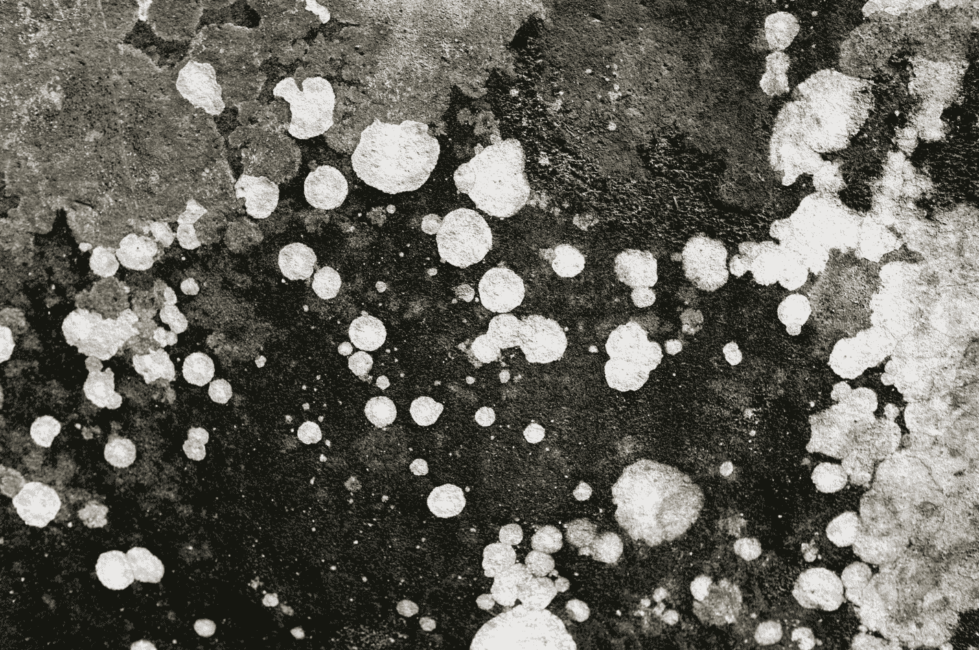 Black Mold