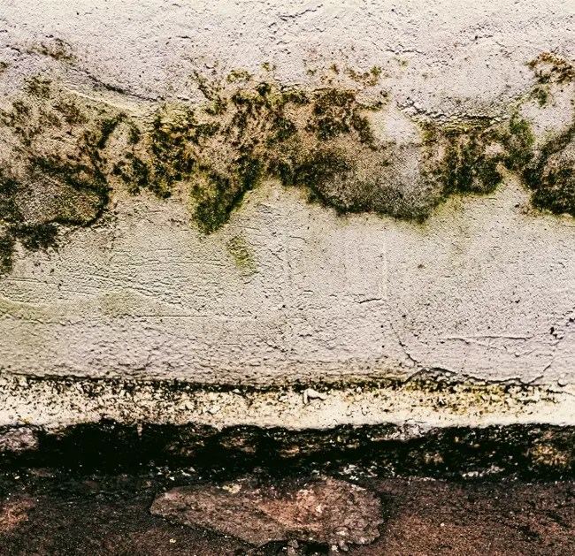 How long does Mold Removal in NYC take